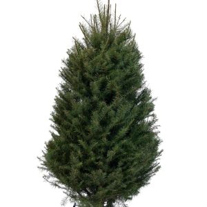 Douglas Fir
