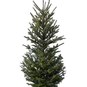 Fraser Fir