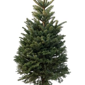 Noble Fir